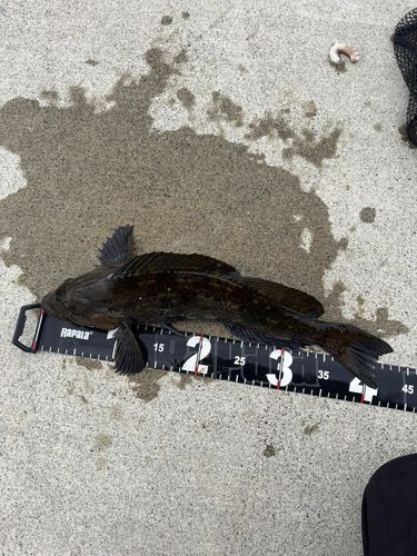 アイナメの釣果