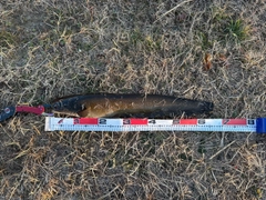 ニホンナマズの釣果