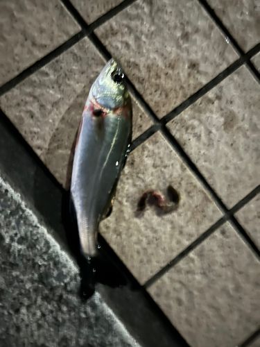 セイゴ（タイリクスズキ）の釣果