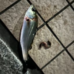 セイゴ（タイリクスズキ）