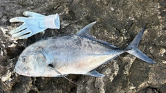 ロウニンアジの釣果