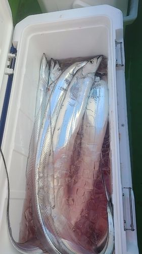 タチウオの釣果