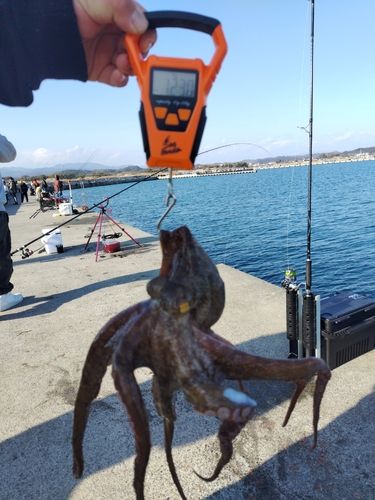 タコの釣果