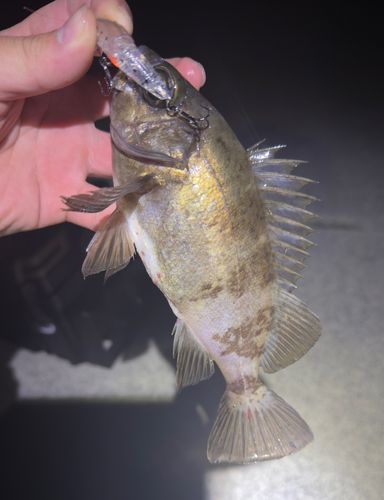 アオメバルの釣果