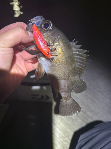 アオメバルの釣果