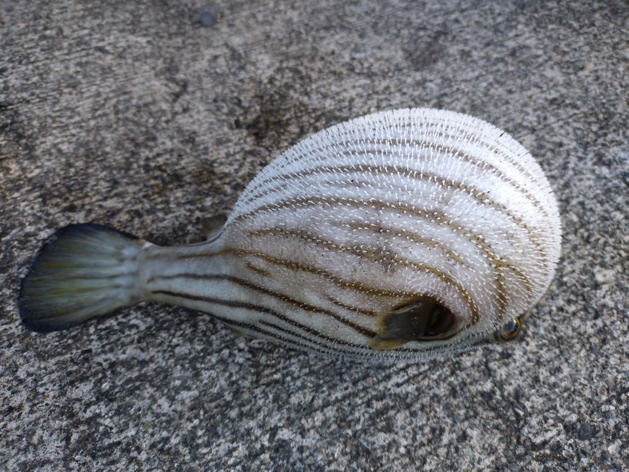 スジモヨウフグ