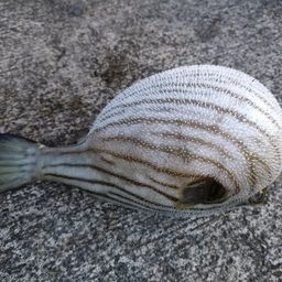 スジモヨウフグ