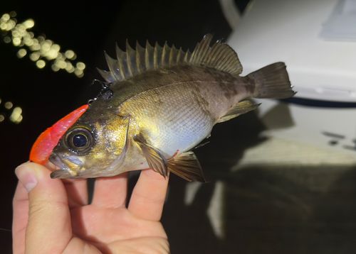 アオメバルの釣果