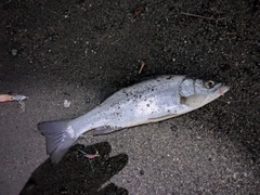 フッコ（ヒラスズキ）の釣果