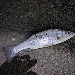 フッコ（ヒラスズキ）