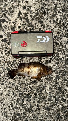 シロメバルの釣果