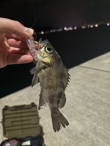 アオメバルの釣果