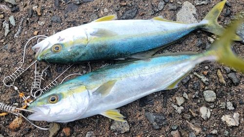 フクラギの釣果