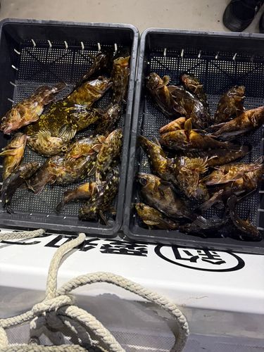 タケノコメバルの釣果