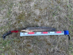 ニホンナマズの釣果