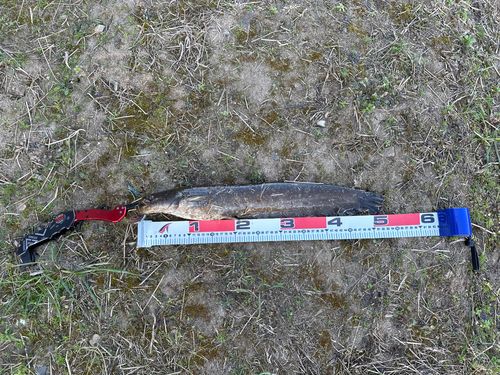 ニホンナマズの釣果