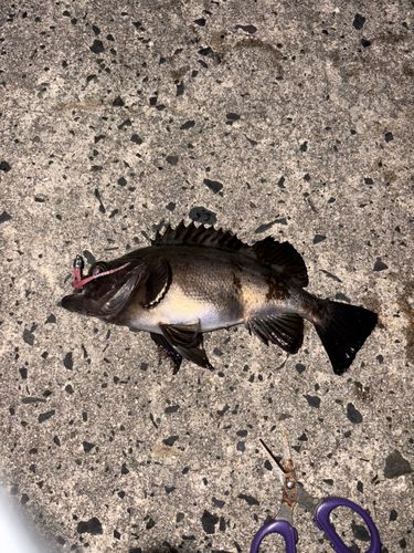 メバルの釣果