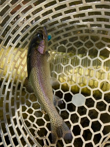 ニジマスの釣果