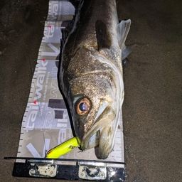 フッコ（マルスズキ）