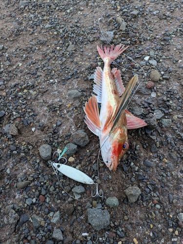 ホウボウの釣果