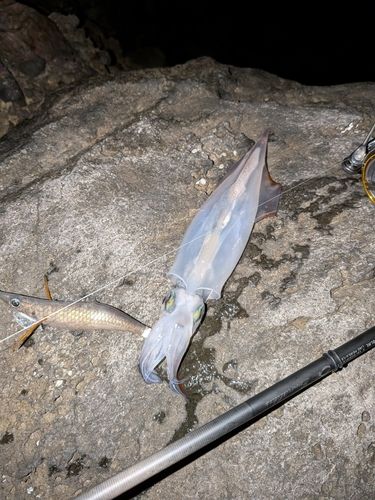 ヤリイカの釣果