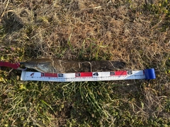 ニホンナマズの釣果