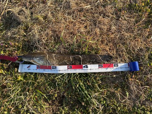 ニホンナマズの釣果