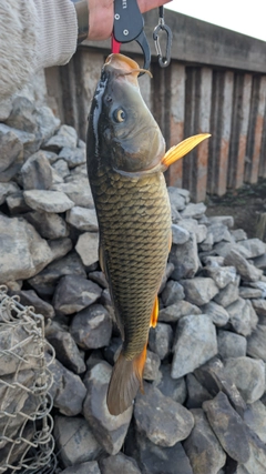 コイの釣果