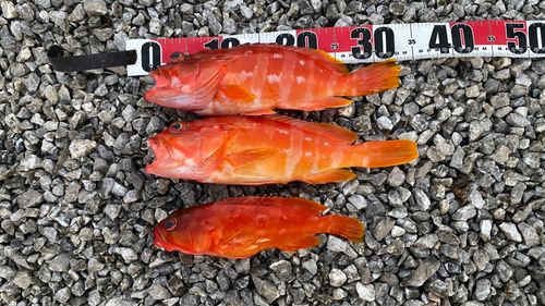 アカハタの釣果