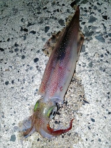 ヤリイカの釣果