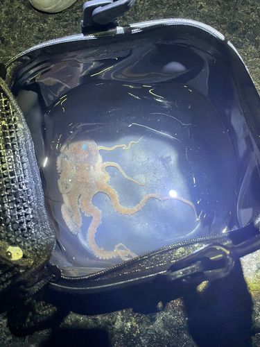 マリナタウン海浜公園