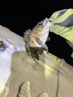 シロメバルの釣果