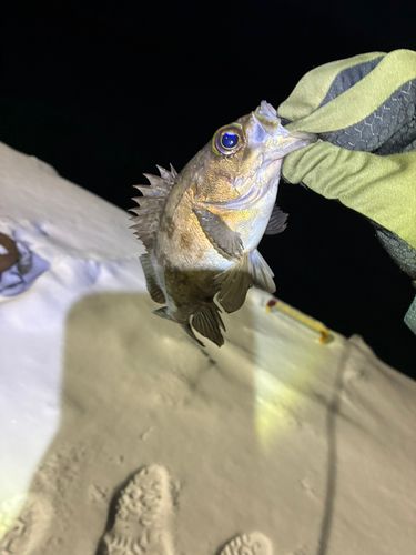 シロメバルの釣果