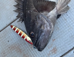 クロソイの釣果