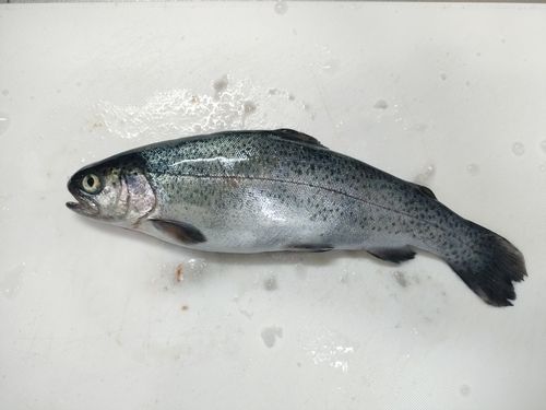 ニジマスの釣果