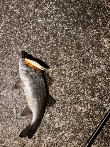 セイゴ（ヒラスズキ）の釣果