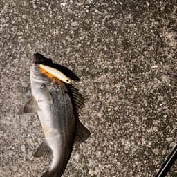 セイゴ（ヒラスズキ）