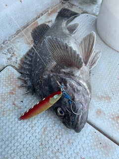 クロソイの釣果