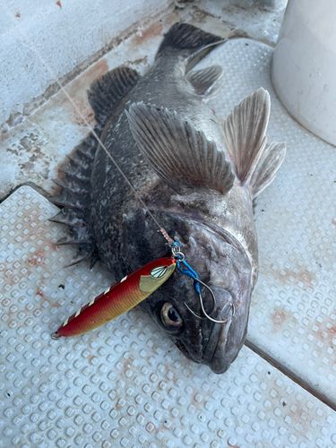 クロソイの釣果