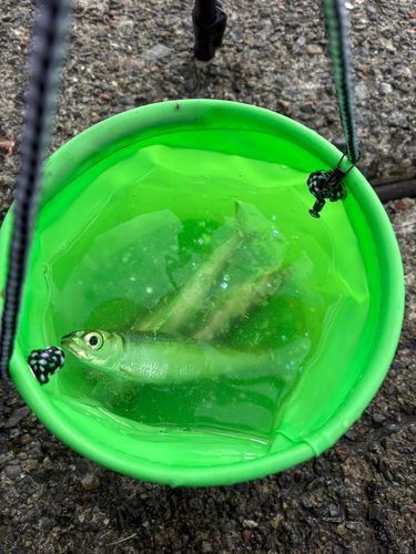 ウルメイワシの釣果