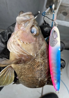 エゾメバルの釣果