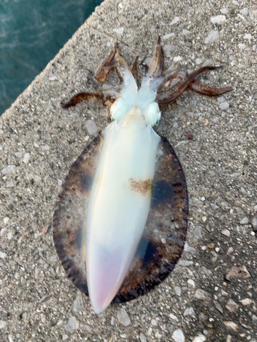 アオリイカの釣果