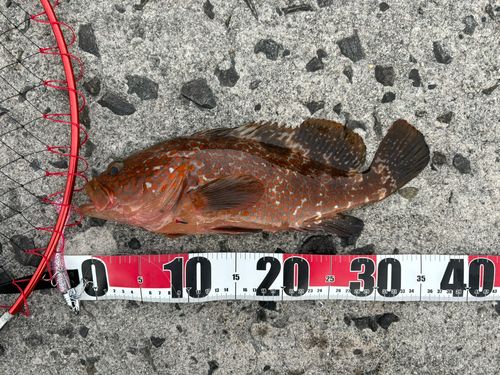 キジハタの釣果