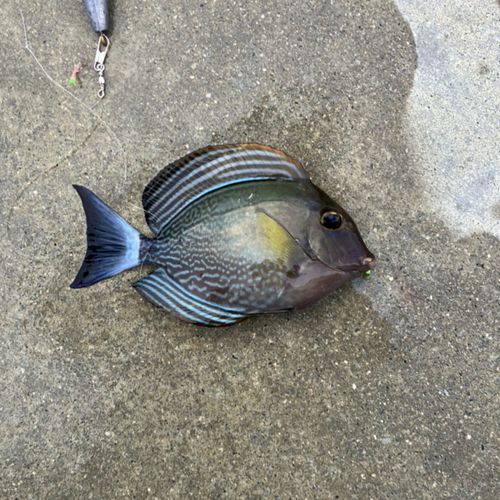 クロハギの釣果