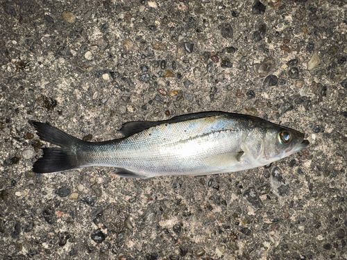 セイゴ（タイリクスズキ）の釣果