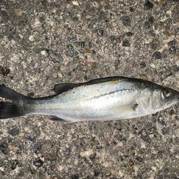 セイゴ（タイリクスズキ）