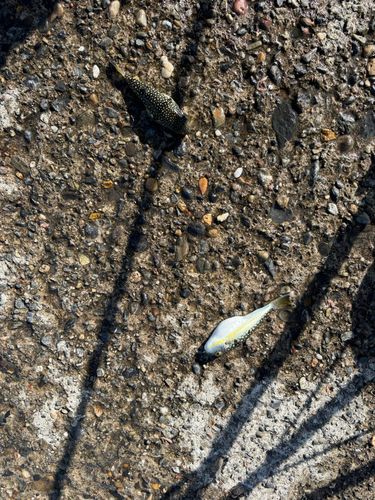 クサフグの釣果