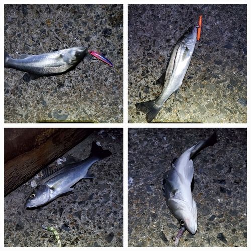 セイゴ（マルスズキ）の釣果