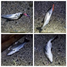 セイゴ（マルスズキ）