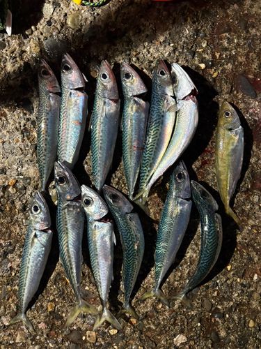 ゴマサバの釣果